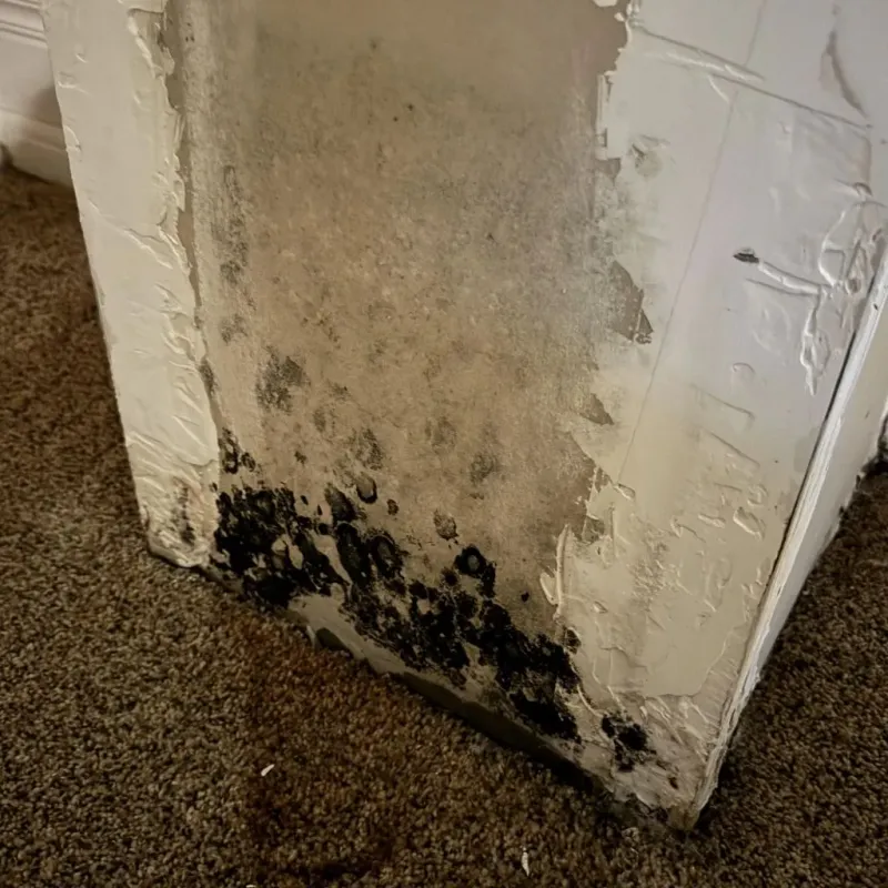 Professional Mold Removal in Carroll County, NH